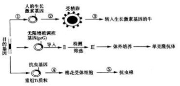 應(yīng)用生物工程技術(shù)獲取新型生物產(chǎn)品——以轉(zhuǎn)人生長(zhǎng)激素基因?yàn)槔? />
</span>
<span id=